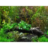 Anubias nana pangolino - IN koszyk