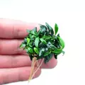 Anubias nana pangolino - IN koszyk