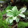 Anubias nana Pinto - Songrow (koszyk)