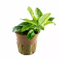 Anubias nana Pinto - Songrow (koszyk)