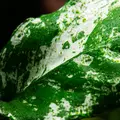 Anubias nana Pinto - Songrow (koszyk)