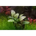 Anubias nana Pinto - Songrow (koszyk)