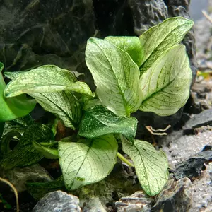 Anubias nana Pinto - Songrow (koszyk)