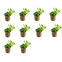 Anubias nana Pinto - TROPICA (koszyk) - zestaw 10 sztuk