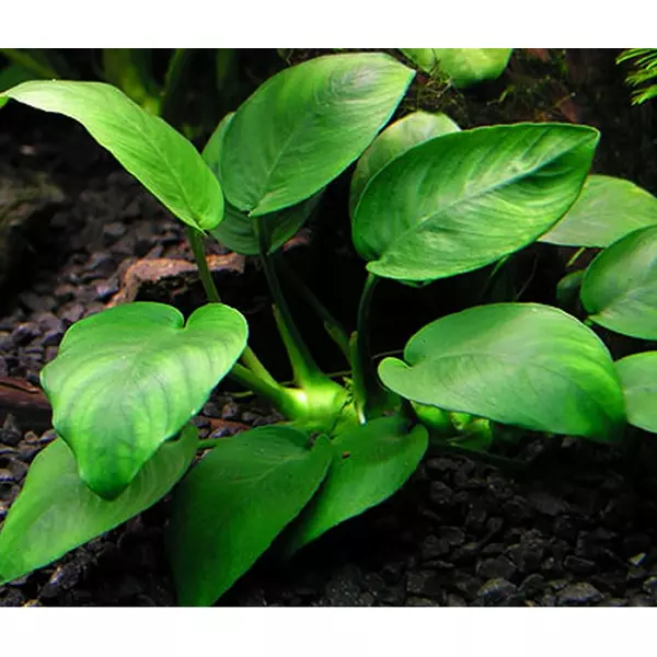 Anubias nana Ripley - RA koszyk du�y XXL