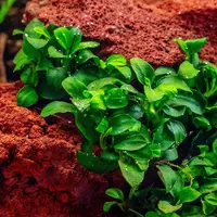 Anubias Petite (Anubias drobny) - TROPICA (klips)