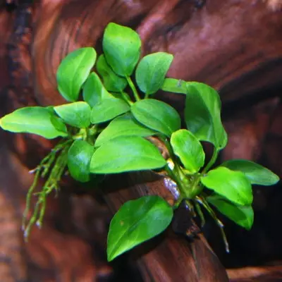Anubias Petite - RA koszyk XXL