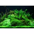 Anubias Petite - RA koszyk XXL