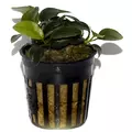 Anubias Petite - RA koszyk XXL