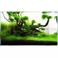 Anubias Petite - RA koszyk XXL