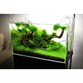 Anubias Petite - RA koszyk XXL