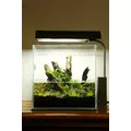 Anubias Petite - RA koszyk XXL
