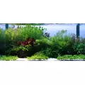 Anubias Petite - RA koszyk XXL
