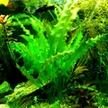 Aponogeton crispus - TROPICA (bulwa/koszyk)