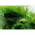 Aqua Rebell MAKRO BASIC Kalium [5000ml] - naw�z potasowy