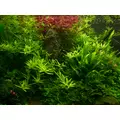 Aqua Rebell MIKRO BASIC Eisenvolldunger [5000ml] - naw�z mikroelementowy