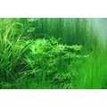 Aqua Rebell MIKRO BASIC Eisenvolldunger [500ml] - naw�z mikroelementowy