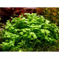 Bacopa australis