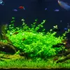 Bacopa australis (Bacopa po�udniowa) - RA koszyk XXL