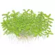Bacopa compact TROPICA (PCS) - koszyk (opakowanie)
