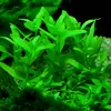 Bacopa crenata - RA koszyk XXL