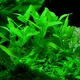 Bacopa crenata - RA koszyk XXL