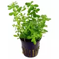 Bacopa crenata - RA koszyk XXL