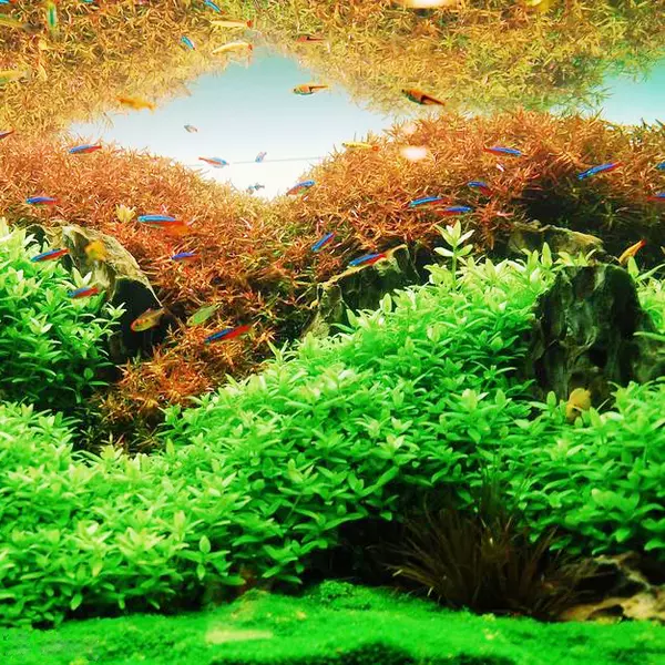 Bacopa japan - RA koszyk du�y XXL