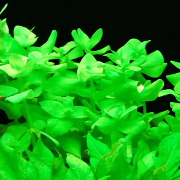 Bacopa lanigera - RA koszyk XXL