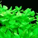 Bacopa lanigera - RA koszyk XXL