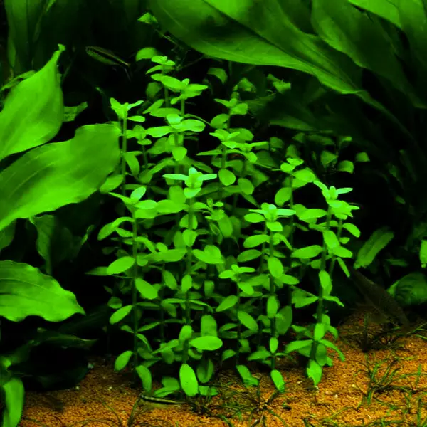 Bacopa madagascariensis - RA koszyk XXL