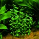 Bacopa madagascariensis - RA koszyk XXL