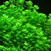 Bacopa monnieri - RA koszyk XXL