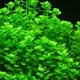Bacopa monnieri - RA koszyk XXL