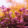 Bacopa salzmannii Purple - RA koszyk XXL