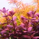 Bacopa salzmannii Purple - RA koszyk XXL