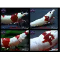 Benibachi Bee Strong [30g]