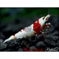 Benibachi Fulvic grain [30g]