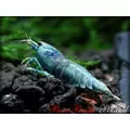 Benibachi Fulvic grain [30g]