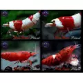 Benibachi Red Up [30g]