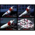 Benibachi SP MAX-H [30g]
