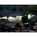 Benibachi ZERO a - bezpieczny start krewetkarium