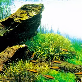 Blyxa japonica - RA koszyk du�y XXL