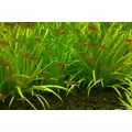 Blyxa japonica - RATAJ (koszyk)