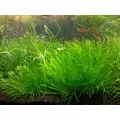 Blyxa japonica - RATAJ (koszyk)