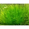 Blyxa japonica - RATAJ (koszyk)
