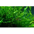 Bolbitis heudelotii (Bolbitis Heudelota) - TROPICA (klips)