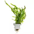 Bolbitis heudelotii (Bolbitis Heudelota) - TROPICA (klips)