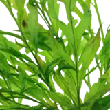 Bolbitis heudelotii - RA koszyk