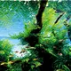 Bolbitis heudelotii - TROPICA (koszyk)